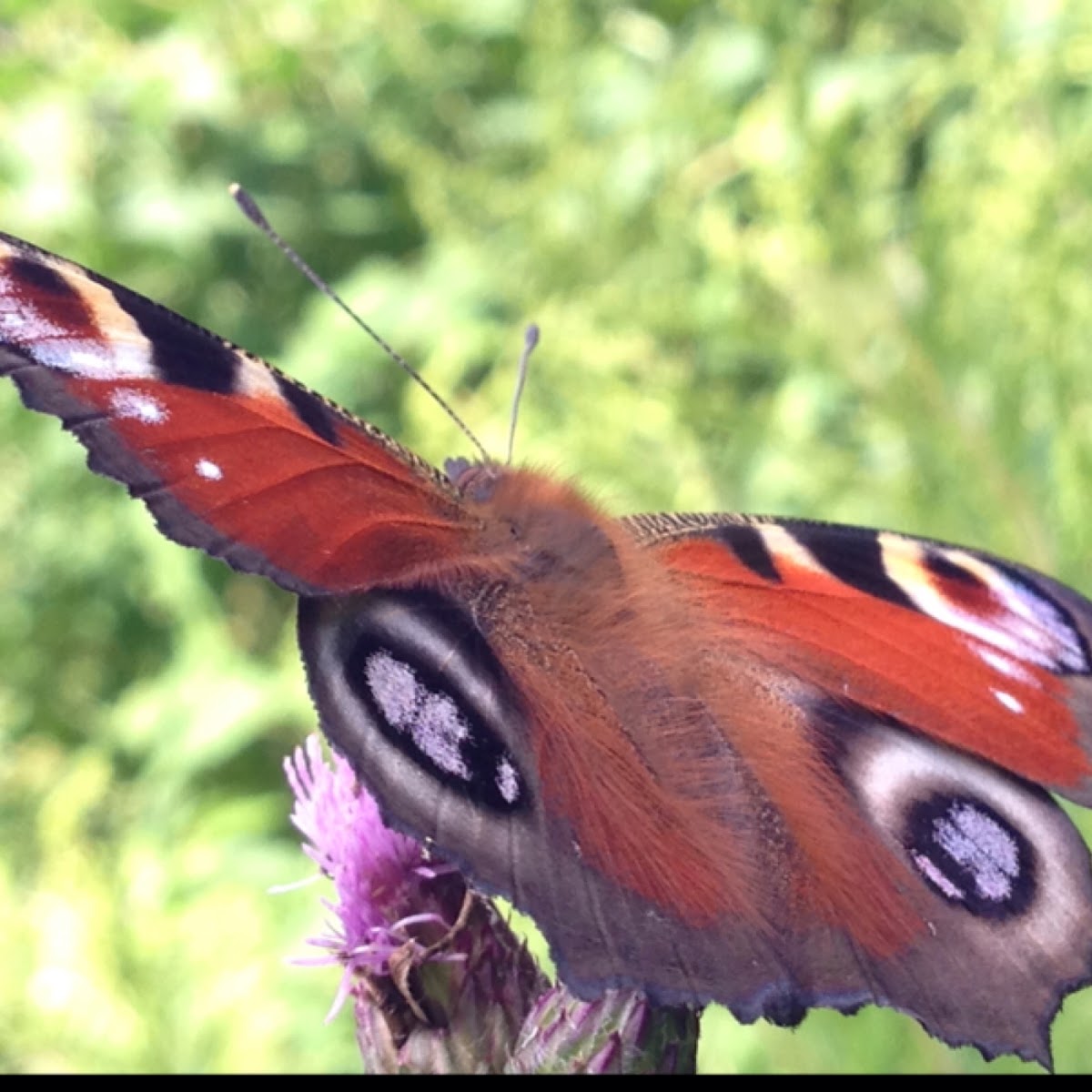 European peacock