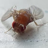 Common fruit fly