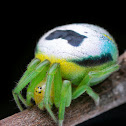 Kidney Garden Spider