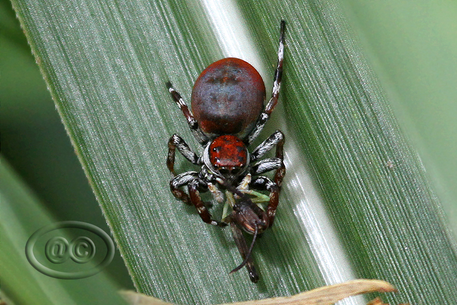 Jumping spider