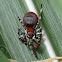 Jumping spider