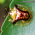 Golden Tortoise Beetle