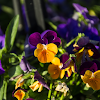 Garden Pansy