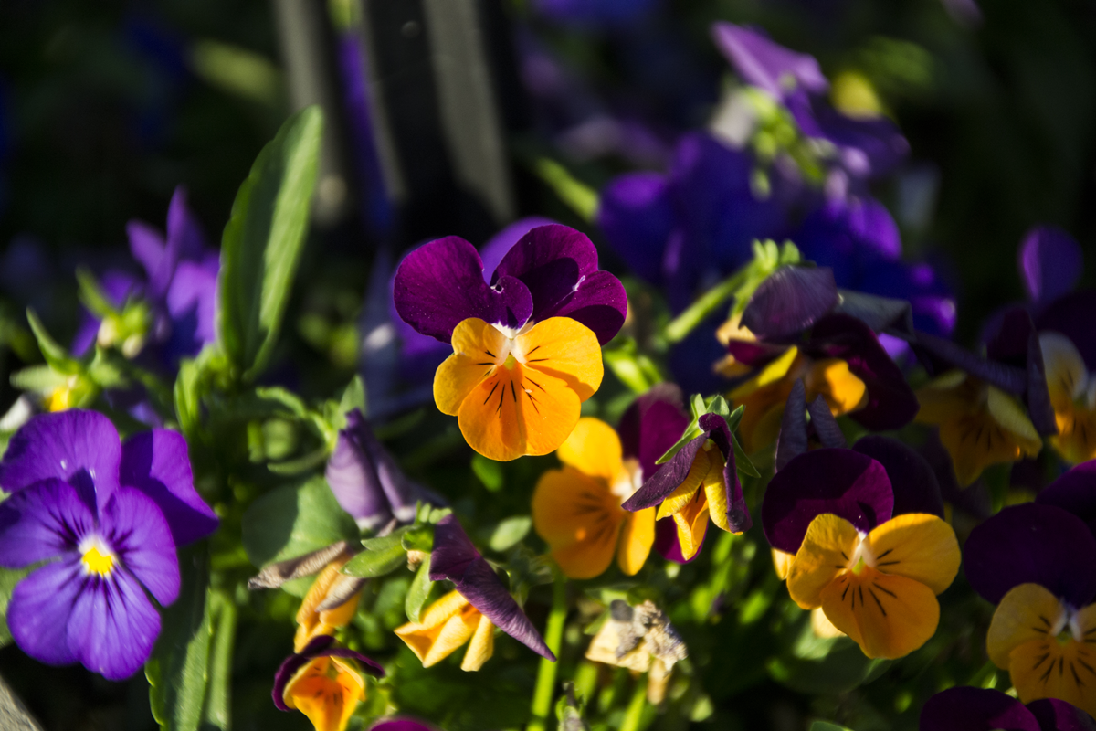 Garden Pansy