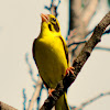 Yellow-breasted greenfinch