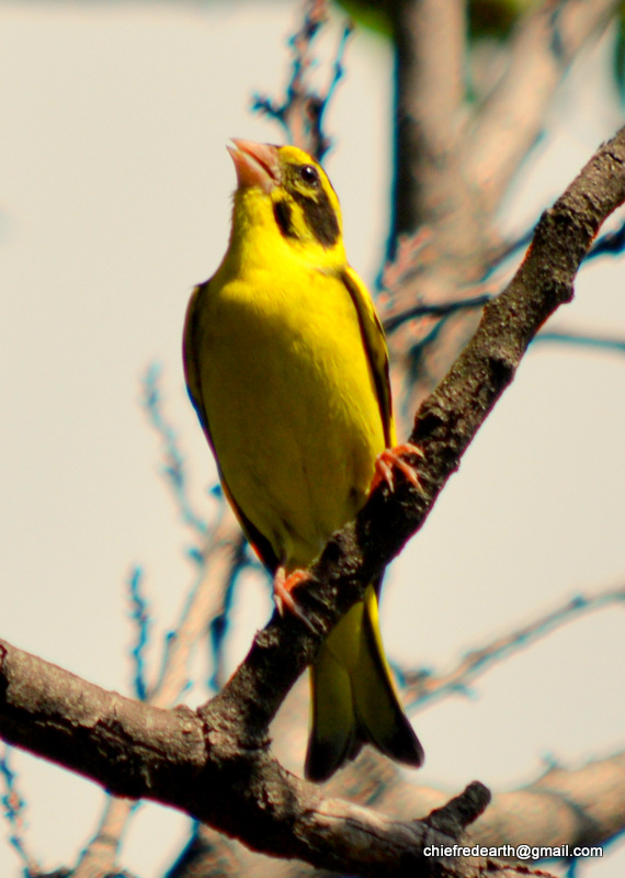 Yellow-breasted greenfinch