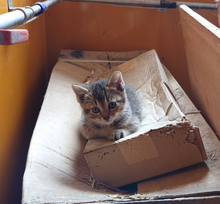 デミオの新緑と愛車・お題提出・猫に関するカスタム事例の投稿画像4枚目