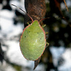 Stink bug