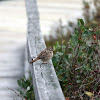 Song Sparrow