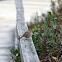 Song Sparrow