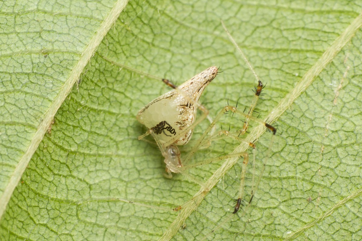 Comb footed spider