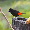 Passerini's Tanager (male)