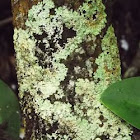 unknown foliose lichen?