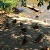 Lesser whistling ducks