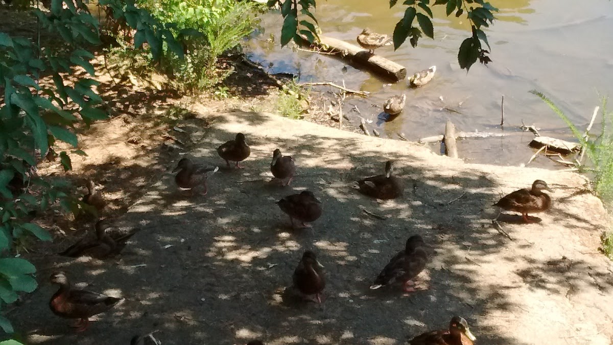 Lesser whistling ducks