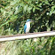 Collared kingfisher