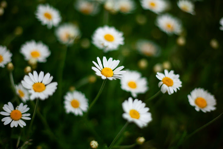 Chamomile enjoys mild weather conditions.