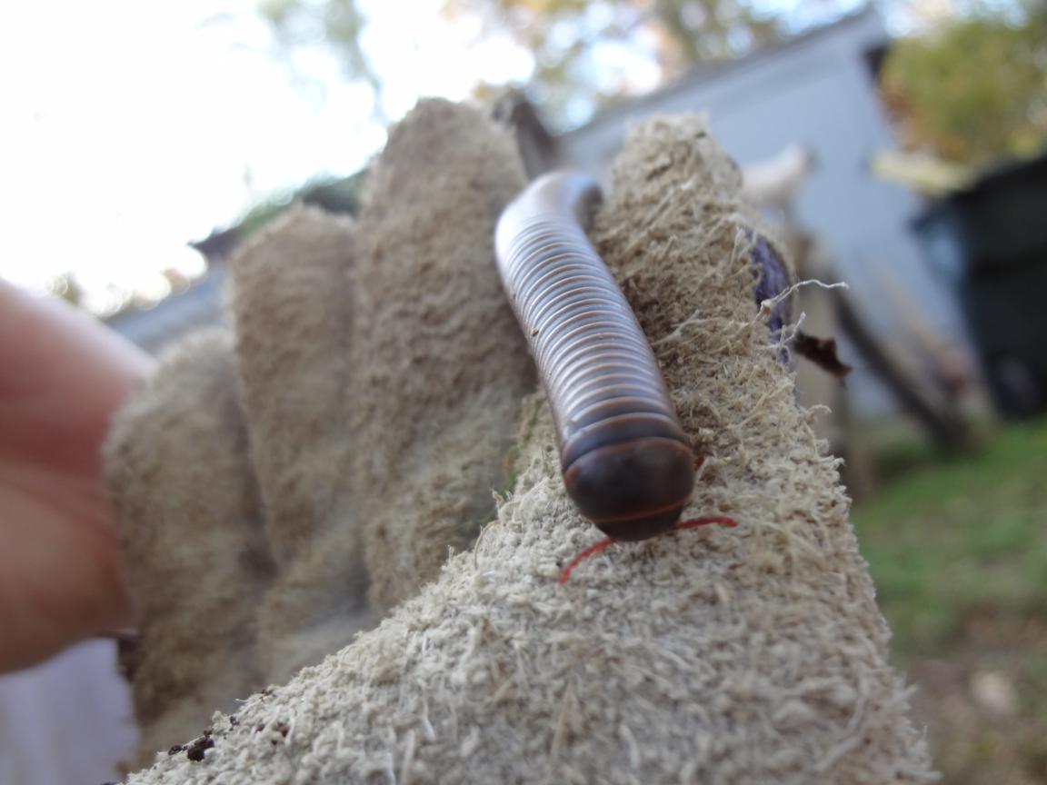 American Giant Millipede