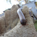 American Giant Millipede