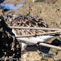 Turnstone