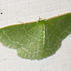 Wavy-lined emerald moth (aka camouflaged looper)