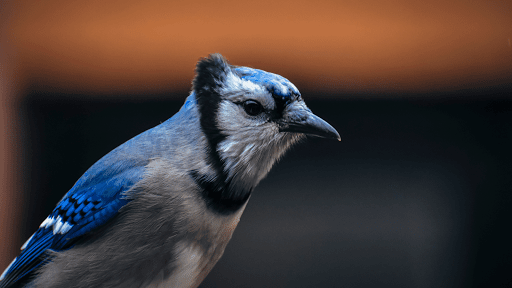 Screenshot Blue Jay Sounds