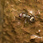 Unknown Ant