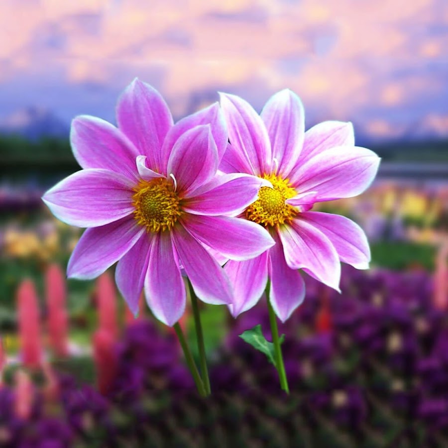 Resultado de imagen de flores lindas