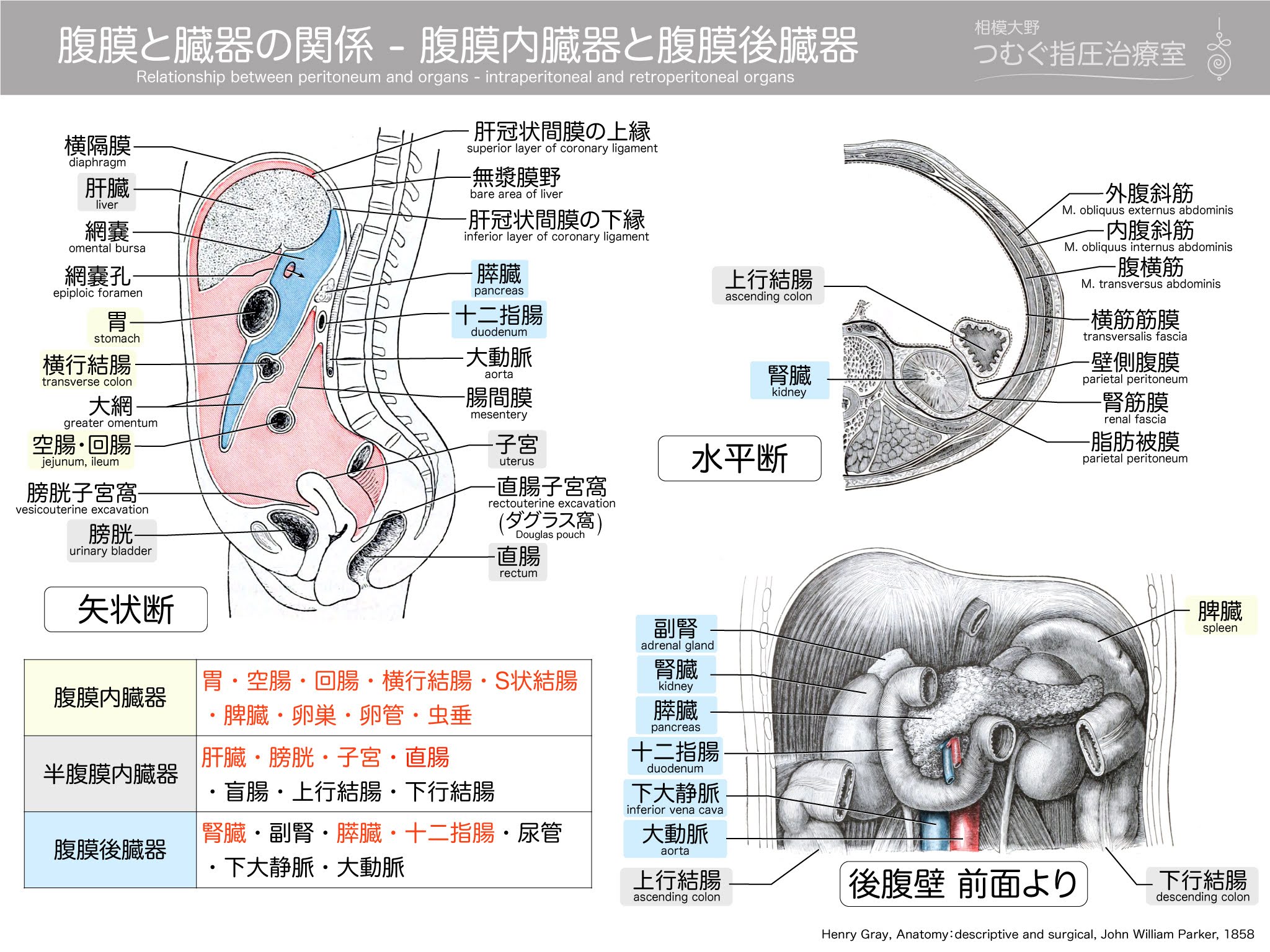 腹膜と臓器の関係 腹膜内臓器と腹膜後臓器 相模大野 つむぐ指圧治療室 指圧 マインドフルネス瞑想 トークセン