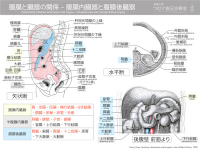 【ベストコレクション】 臓器 の 種類 264885