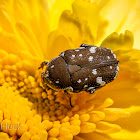 Brown Flower Beetle