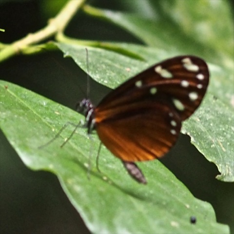 Virginiana Tigerwing