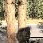 Eastern Grey Squirrel