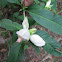 White Turtlehead