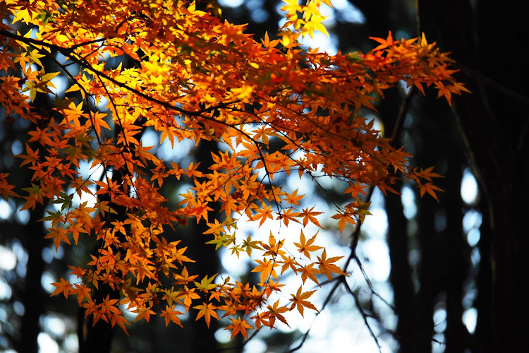 ロードスターの森林・目指せ🍁・red leaves🍁に関するカスタム事例の投稿画像2枚目