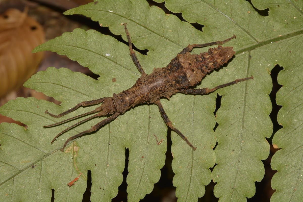 Spiny Stick Insect, Phasmid - Female