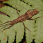 Spiny Stick Insect, Phasmid - Female