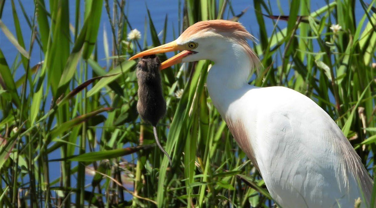 Cattle egret with prey