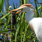 Cattle egret with prey