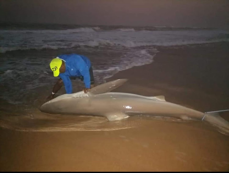 Angler Jace Govender with the 150kg grey shark he caught.