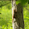 Eastern Chipmunk