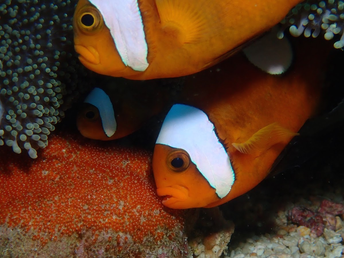 Saddleback Anemonefish