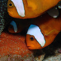 Saddleback Anemonefish