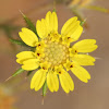 Fitch's Tarweed