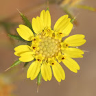 Fitch's Tarweed