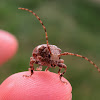 Longhorn beetle