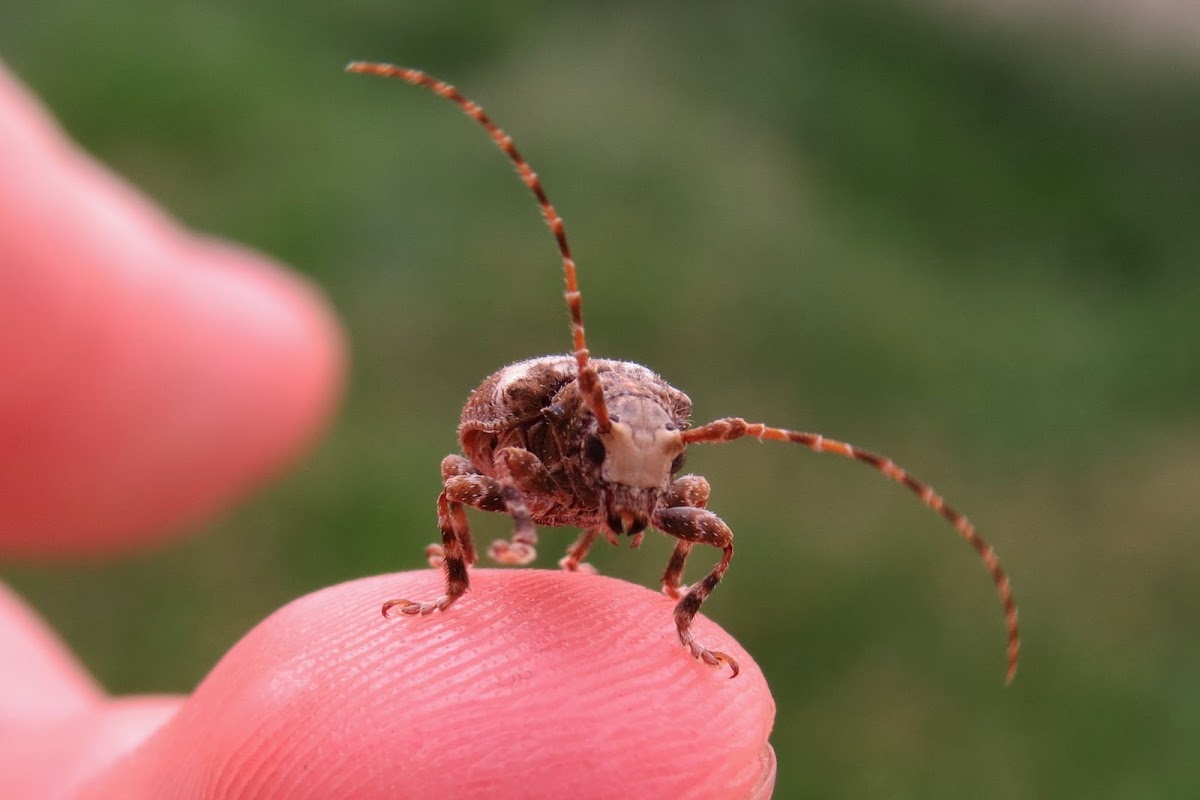 Longhorn beetle