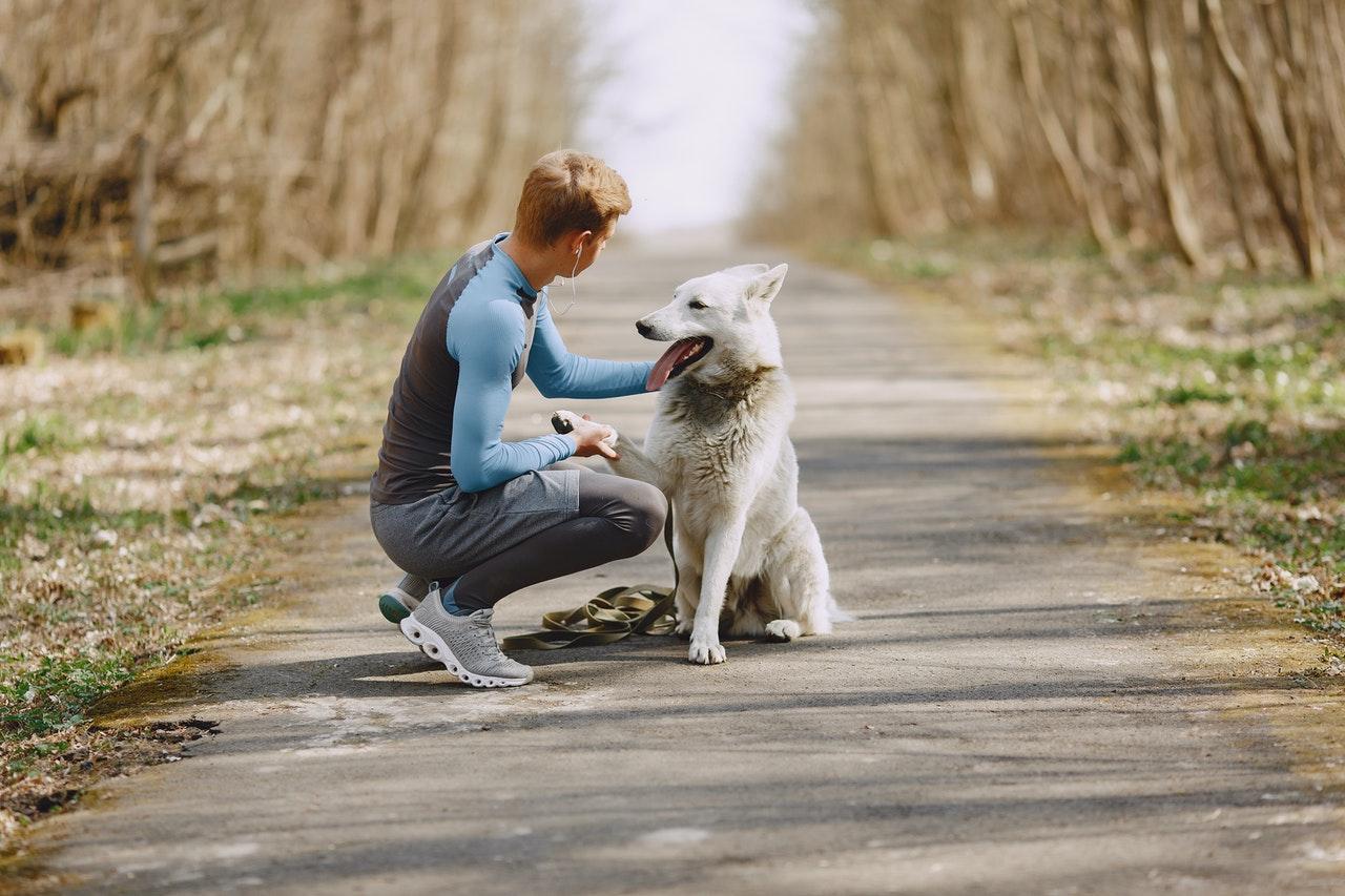 5 Must-Know Tips for Pet Owners While Traveling