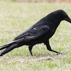 Carrion Crow