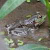 American Bullfrog